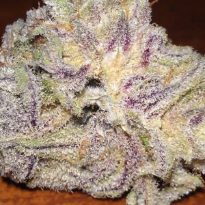 Blackberry Kush Marijuana Strain