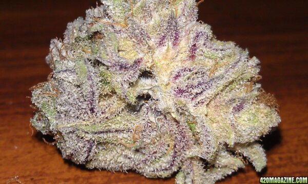 Blackberry Kush Marijuana Strain