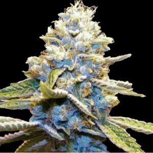 Blue God Cannabis Strain