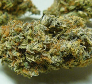 Shiva Skunk Weed Strain