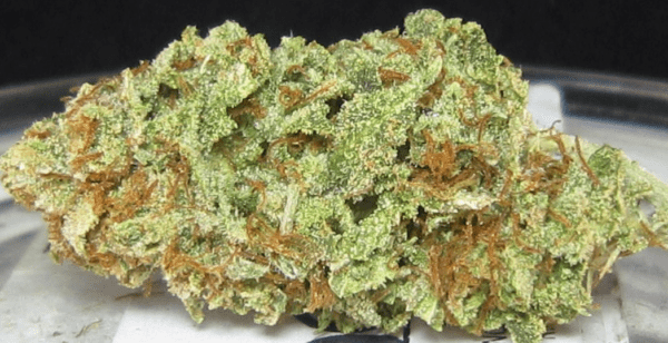 Super Sour Diesel Cannabis Strain