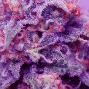 The Purp Marijuana Strain