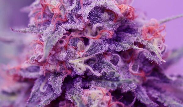 The Purp Marijuana Strain